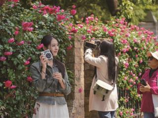 月季盛放 步步生花