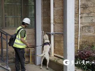 兴义港华携嗅探犬深入城区老旧管网精准排查燃气安全隐患