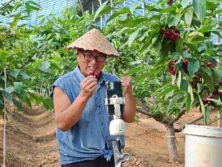 山东宁阳“樱桃老贺”的大棚直播间：一颗红樱桃 一品故乡甜