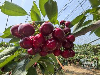 兴业·强县·富民｜长春乐山镇藏着樱桃中的“贵族”：七旬老人匠心钻研6年，甜度爆表
