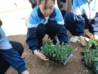 来，一起来种菜！官庄学区学校班级小菜园开种了