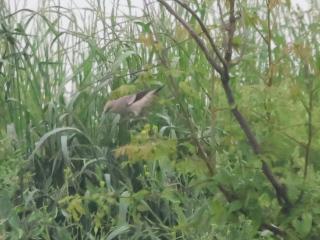 灰背椋鸟首次现身安徽巢湖