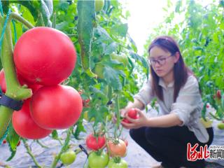 一线见闻｜富硒西红柿 订单追着跑