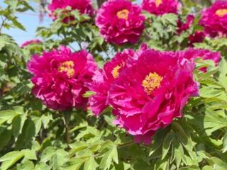 快乐生活 平度周末 ——青岛平度专属游玩攻略点亮“五一”小长假