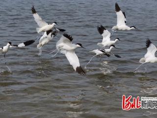 河北省迁安市：水鸟劲舞美如画