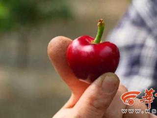 鄠邑樱桃成熟 市民尽享采摘乐趣