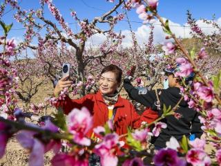 千亩桃花迎客来