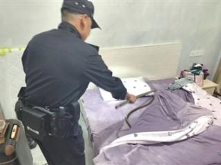 女子床上突现一米长蛇 民警徒手抓住放生