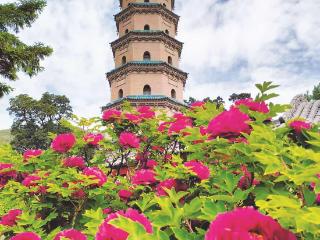 晋祠牡丹自芳华