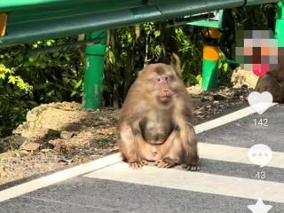 合肥大蜀山有“猴哥”？一段视频引发关注 相关方辟谣
