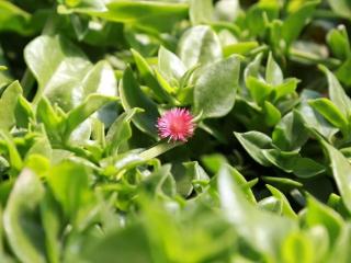 “五一”假期不扎堆，长春近郊“采摘自由”来了！