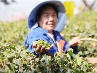 崂山云雾茶场今年头茬春茶开采