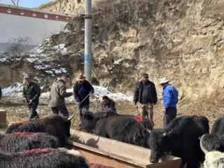 阳光财险青海分公司：把安心与保障送到牧民身边