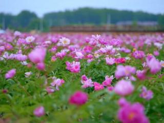 亳州“五一”精品线路发布：逛花海、探曹魏、学养生