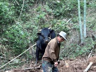 出走20天 饿瘦200斤 建德一老伯养了3年的牛被困深山 警方用无人机3小时帮忙找到