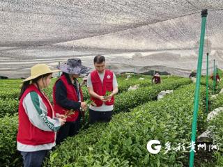 增产 24%！湄潭科技小院奏响青春兴农强音
