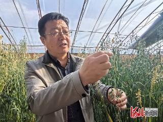 感恩奋进 双争有我｜张家口市农业科学院燕麦研究所所长周海涛：二十余年扎根田间育良种