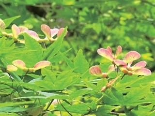快看，树上长满了“红蜻蜓”，它们是植物界的飞行专家