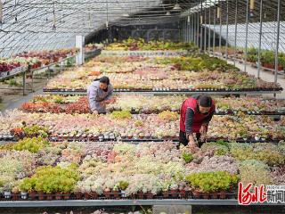 年育苗超5亿株，占全国30%市场份额 曲周小多肉“长”成大产业