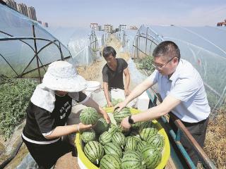 沙地种出“致富瓜” 钱塘区4500亩西瓜迎来丰收季