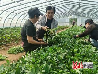 秦皇岛市卢龙县：薯苗空运 良种到“家”