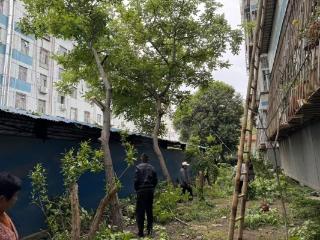 济宁市任城区济阳街道运河社区：修剪树木除隐患，贴心服务暖民心