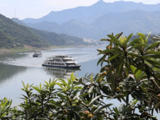 果大汁足不愁卖！歙县三潭枇杷5月中下旬成熟上市