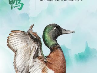世界候鸟日，这些“稀客”向你推介美丽河南