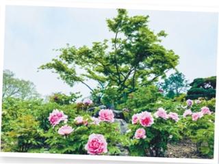 一城千园，步步逢春