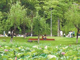 夏日香气 “荷”您相遇