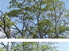 杭州北高峰半山腰无人机吊运物资