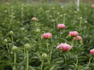 五月芍药香遍野 ——花兴业富乡邻