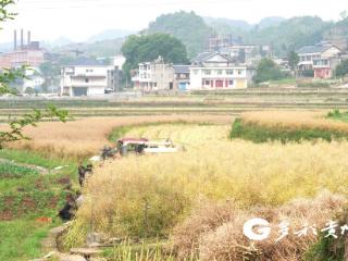 亩产破210公斤！播州区茅栗镇油菜高产竞赛田通过省专家组测产验收