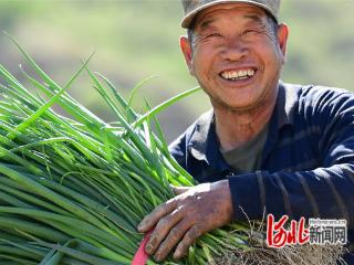 张家口怀来：葱苗迎来采收季