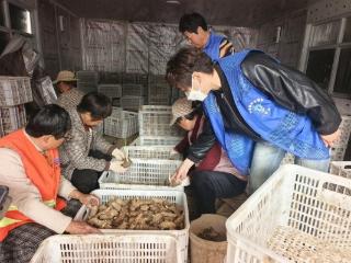 济宁市任城区二十里铺街道苏庄村开展“选好一棵姜 丰收一整年”宣传活动