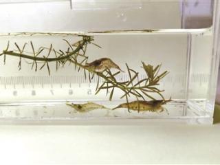 15个虾类种群成为首都水生态健康佐证
