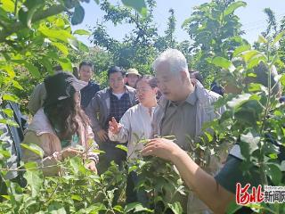 河北省苹果创新团队：首席专家带队赴阜平县开展苹果坐果情况调研与技术指导