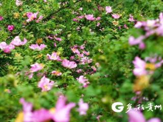 桐梓楚米镇：刺梨花开迎客来