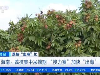 远销海外！海南自贸港多项便利举措助力荔枝加速“出海”