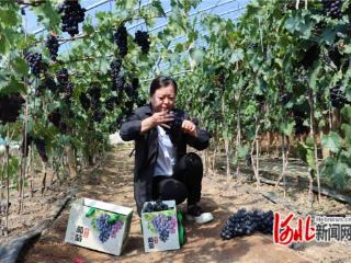 卢龙县刘士营村：大棚葡萄喜获丰收