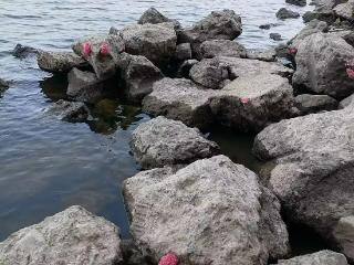 合肥南淝河边现福寿螺卵