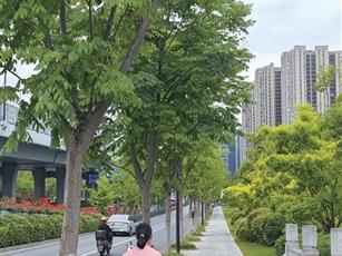 走路黏脚嘎吱响 人行道上这层黏糊糊的是“蜜露”？