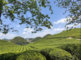 西秀区鸡场乡：茶旅深度融合 绘就乡村振兴发展新图景