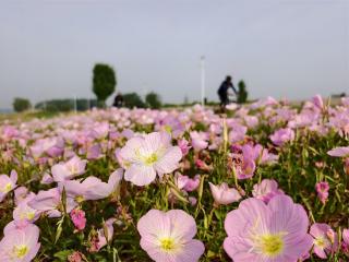 湿地花美游人醉