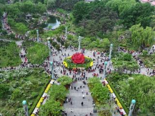 花开吉林｜长春牡丹园首批牡丹绽放