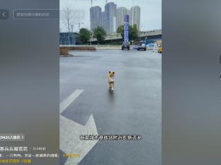 宣城市文旅局发布《“黄站长”相关情况说明》：将慎重研究“小黄”的认领收养等后续工作