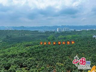 开局之年看中国丨百色市田东县：芒果里的“甜蜜产业”