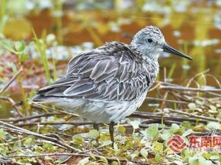 生态再传捷报！龙岩龙州湿地公园喜现多种珍稀水鸟
