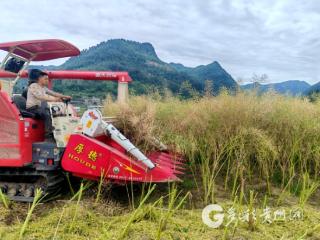 习水吼滩村：收籽、授粉、修步道 农旅融合忙振兴