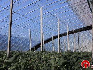【一村一件实事】德州市陵城区丁庄镇前王村：20座高标准蔬菜大棚 托起村民“致富梦”